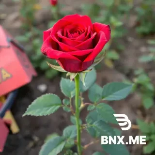 Make me a picture of a red rose used to introduce agricultural equipment and write its name: Hussein.