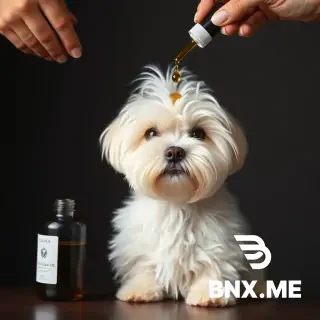 a maltese dog, looking ruffled, with a bottle pouring a few drops of macassar oil over its head, not showing any hand or part thereof and only one bottle