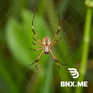 spider