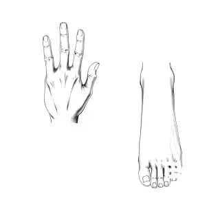Estudio anatómico detallado de manos y pies humanos. Manos con cinco dedos claramente separados, uñas visibles, articulaciones marcadas, posición natural (no rígida). Pies con cinco dedos, arco y talón definidos. Dibujo realista a lápiz sobre fondo blanco, con sombras suaves y proporciones exactas. Inspiración en dibujo académico de libro de anatomía. Sin deformidades ni dedos extra. Enfoque nítido.