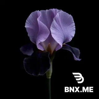 рекламу для кафе Black iris В Будве, чтобы ярко выразить сушибургер