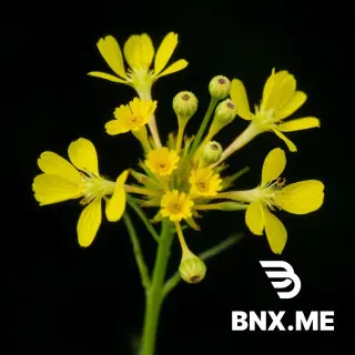 Agrimony	Agrimonia eupatoria