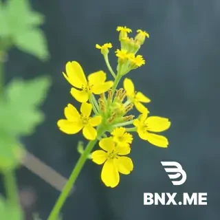 Agrimony	Agrimonia eupatoria