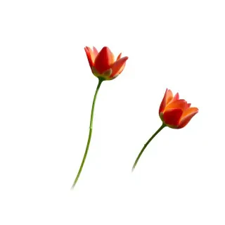 با توجه به متن زیر یک تصویر بسازاگر معنای تسبیح حرکت است، اگر همه چیز آنطور که خدا قرارشان داده است براچی خدا حرکت می‌کنند، به اصطلاح در همان مثال ماشین، آنطور که خدا کوک‌‌شان کرده، خب ما می‌توانیم یک مجموعه تصاویر و فیلم‌ها در معنای تسبیح داشته باشیم. این مجموعه فیلم‌ها یا تصاویر را چه جور دسته‌بندی کنیم؟ چه جور توضیح دهیم؟ با زبان امروز یعنی زبان تصویر، زبان نمودار. آیا از هوش مصنوعی می‌شود کمک گرفت که این تصویر معمولی در آسمان‌ها و زمین را خوب از آب دربیاوریم؟ یک فیلم نیم ساعته از درونش دربیاوریم، یک فیلم یک ساعته دربیاوریم امّا با کیفیت. این نباشد که صرفاً یک تعداد حرکت را بگذاریم بگوییم خدا این حرکت‌ها را در این موجودات ایجاد کرده. روی فیلم صحبت کنیم، دسته‌بندی داشته باشد، مطالب این فیلم دسته‌بندی داشته باشد، یک فیلم وزین، باکیفیت. همین جمله اول سوره صفّ را ما می‌توانیم این کار کنیم و مفهوم تسبیح بارها در قرآن آمده.