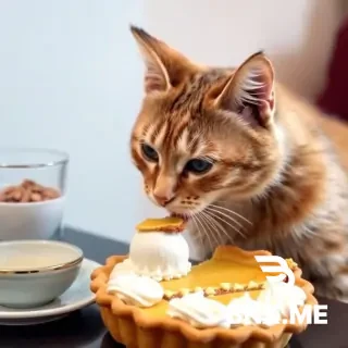 Cat eating pie