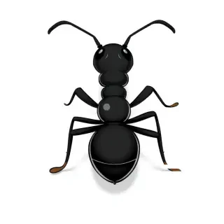 A black cartoon ant from behind and from the front. The image should be from above. The ant should be simple but detailed.