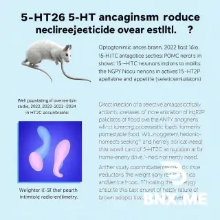why does 5-HT₂C antagonism produce selective overeating? 	Optogenetic and pharmacologic studies in mice (2023–2024) showed that 5-HT₂C antagonism specifically inhibits POMC neurons in the hypothalamus and activates AgRP/NPY neurons (appetite stimulators). 	In Cell Reports (2024), a study was published showing that direct injection of a selective 5-HT₂C antagonist into the nucleus accumbens increases consumption of highly-palatable food without altering homeostatic hunger; i.e., this pathway primarily enhances hedonic (pleasure-seeking) drive for food, not merely energy need. 	Another study combining chemogenetic silencing and metabolic radio-telemetry (2024) revealed that part of the weight gain resulting from 5-HT₂C antagonism also originates from a reduction in basal energy expenditure (via inhibition of brown adipose tissue), not only from overeating.