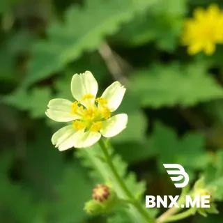 Agrimony	Agrimonia eupatoria