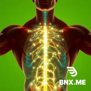A muscular anatomical figure with transparent skin showing muscle fibers illuminated as caffeine-inspired energy flows through them. Glowing pathways represent improved performance. Pure green backdrop.