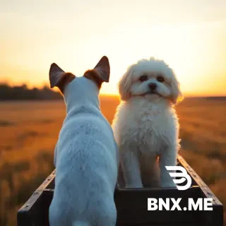 Rear view of a Jack Russell Terrier with a white body, brown ears, and ears that fold over at the tips, sitting next to a white fluffy Maltese with floppy hanging ears, on a wooden cart moving away into sunset on a prairie, 1880s rural Minnesota. Golden light. No humans, realistic dogs.