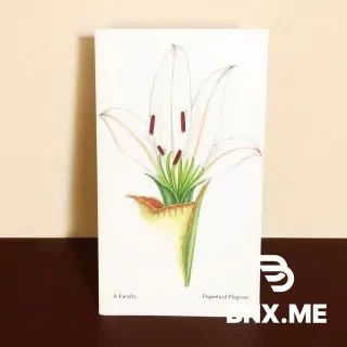 An antique botanical illustration drawn with fine lines and a touch of watercolour whimsy, depicting a strange lily crossed with a Venus flytrap, its petals poised as if ready to snap shut on any unsuspecting insects.